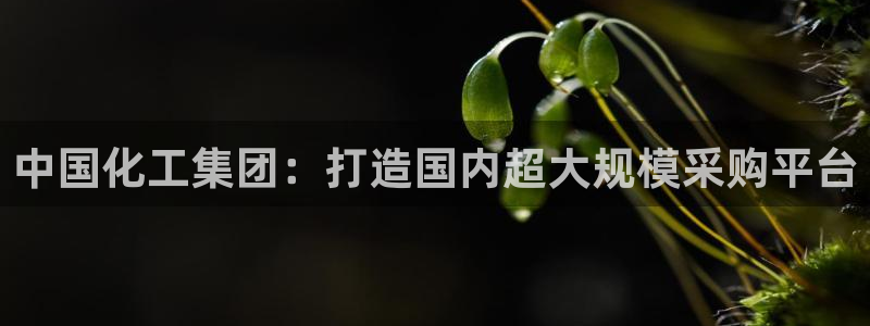 球盟会网页登录app下载地址