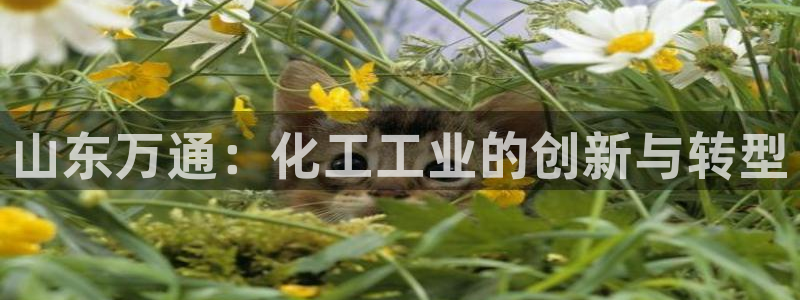 球盟会黑台子：山东万通：化工工业的创新与转型